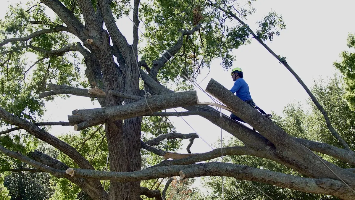 Professional Crown Thinning performed by certified arborists in Flushing