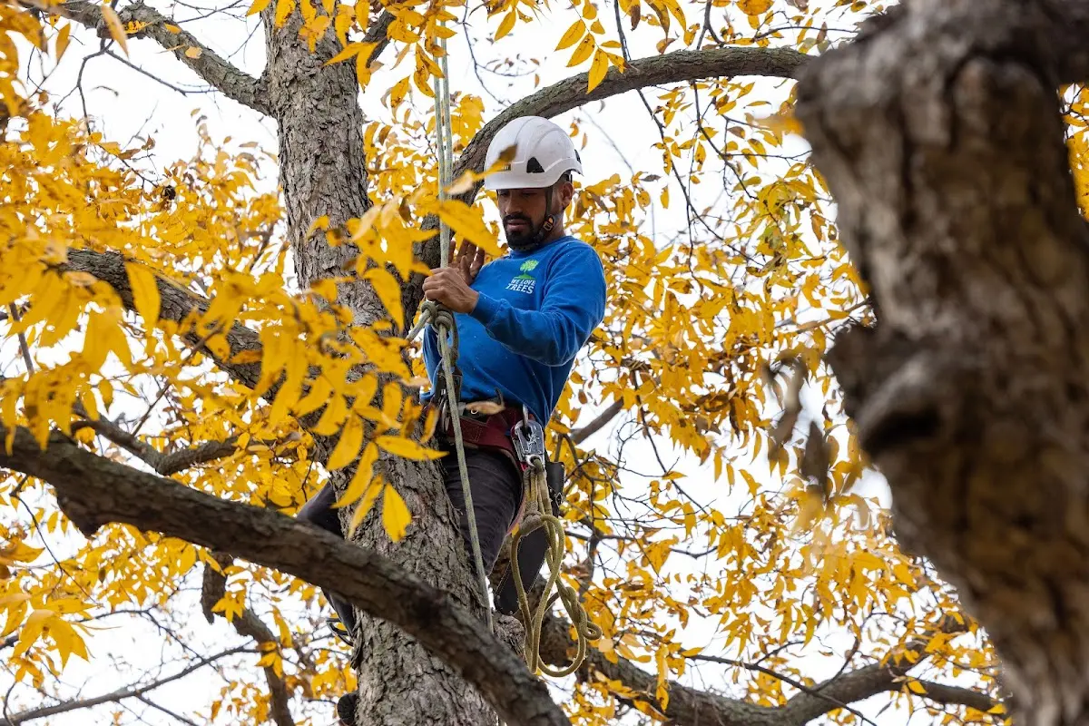 Skilled Tree Pruning crew working in Flushing